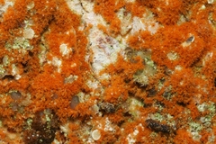 Trentepohlia abietina