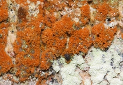 Trentepohlia abietina