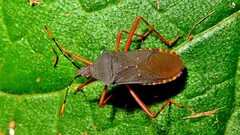 Leptoscelis elongator