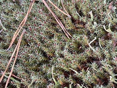 Polytrichum piliferum