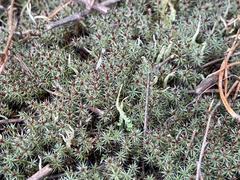 Polytrichum piliferum