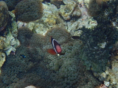 Amphiprion melanopus