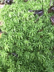 Sphagnum recurvum