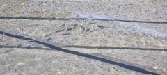 Ellochelon vaigiensis