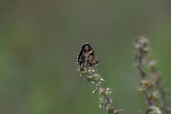 Phyciodes phaon phaon