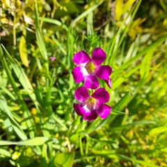Oxalis