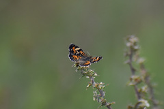 Phyciodes phaon phaon