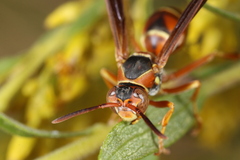 Polistes fuscatus