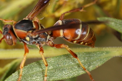 Polistes fuscatus