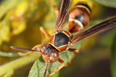 Polistes fuscatus