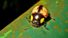 Deuterocampta stauroptera