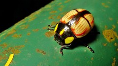 Deuterocampta stauroptera