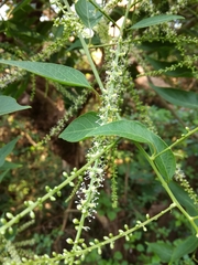 Deeringia amaranthoides