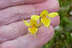 Diuris chryseopsis