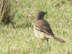 Mimus triurus