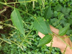Deeringia amaranthoides