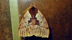 Dirphiopsis multicolor