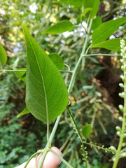 Deeringia amaranthoides
