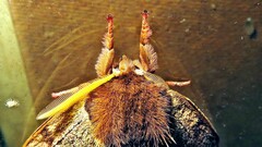 Dirphiopsis multicolor