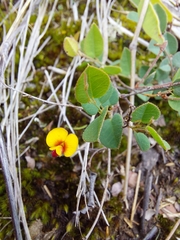 Bossiaea prostrata