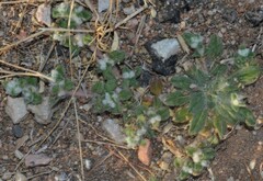 Gossypianthus lanuginosus