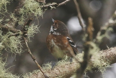 Chasiempis sandwichensis ridgwayi