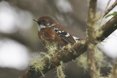 Chasiempis sandwichensis ridgwayi