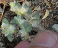Gossypianthus lanuginosus