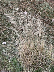 Eragrostis