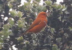 Loxops coccineus