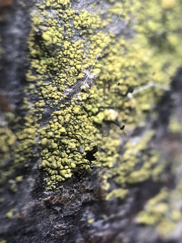 Chaenotheca chrysocephala image