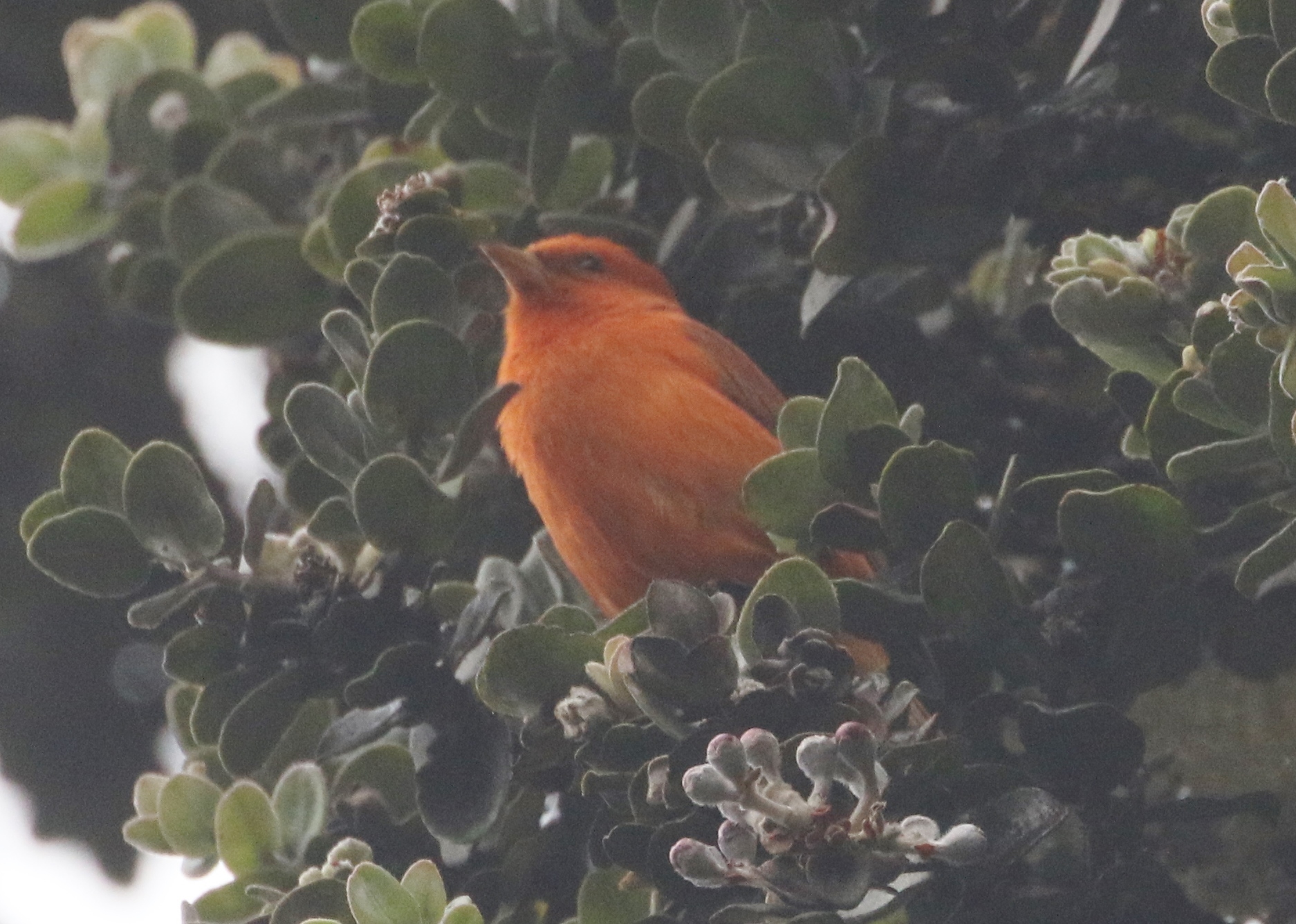 Loxops coccineus (J.F.Gmelin, 1789)
