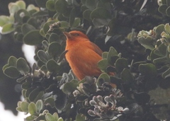 Loxops coccineus