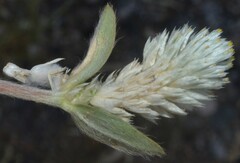 Gomphrena serrata