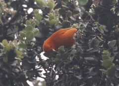 Loxops coccineus