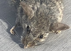 Peromyscus eremicus