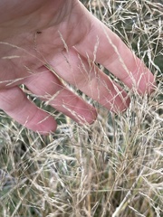 Eragrostis