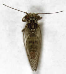 Acizzia acaciae