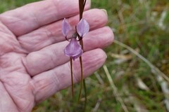 Diuris daltonii