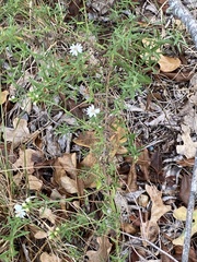 Symphyotrichum ericoides