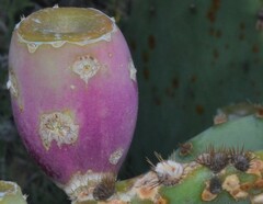 Opuntia orbiculata