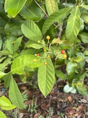 Psychotria