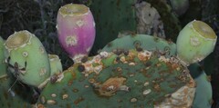 Opuntia orbiculata
