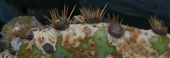 Opuntia orbiculata