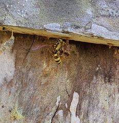 Mischocyttarus basimacula