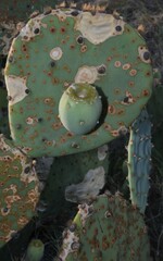 Opuntia orbiculata