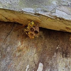 Mischocyttarus basimacula