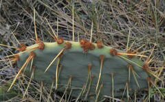 Opuntia orbiculata