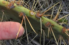 Opuntia orbiculata