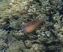 Pteragogus enneacanthus